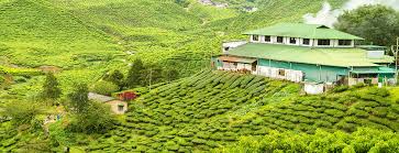 Image Of Lockhart Tea Factory of Munnar Kerala.